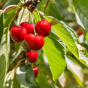 Cherry Trees
