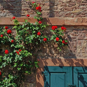 Climbing Roses