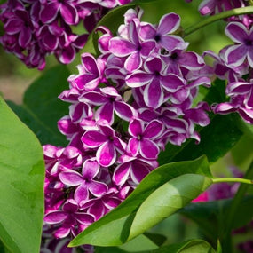 purple and white lilac sensation shrub