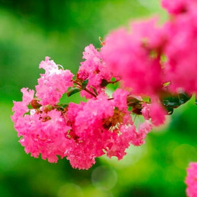 pink flowering crape myrtle shrub