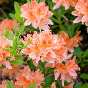 peach flowering azalea shrub