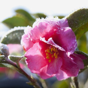 winter blooming camellia covered in frost