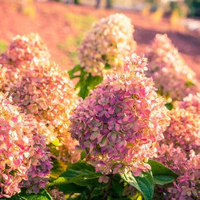 little lime hydrangea in the fall