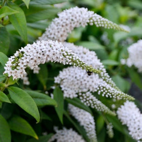pure white flowers of summer blooming butterfly bush