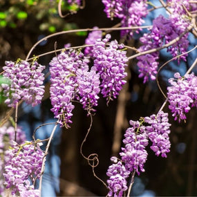 soft purple blooms of wisteria vine