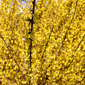 yellow forsythia shrub in full bloom
