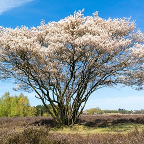 white serviceberry tree in full bloom