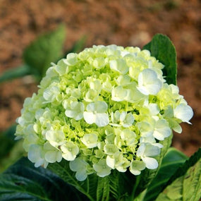 green flowering hydrangea shrub