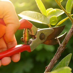 Pruning