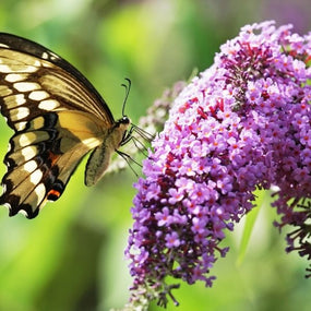 butterfly landing on a purple butterfly bush