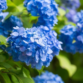 blue hydrangea shrub in full bloom