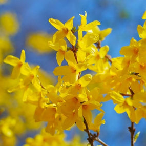 yellow forsythia bush in full bloom