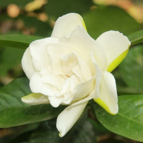 white gardenia flower
