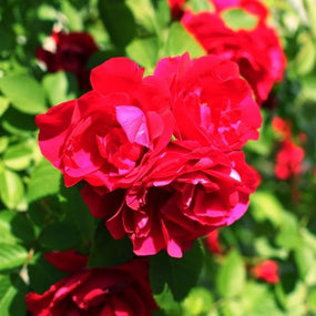 red rose bush in full bloom