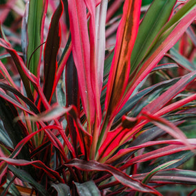 cordyline plants