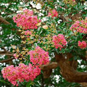 Crape Myrtle Trees for Sale Online