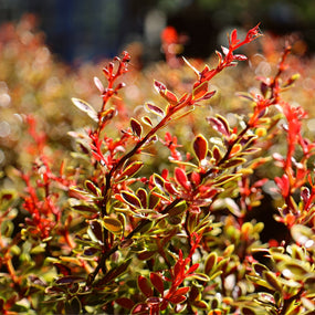 Colorful leaves of barberry shrubs