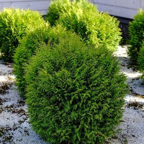 Cypress Shrubs