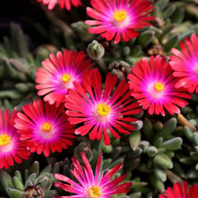 Delosperma are bright colored sun perennials