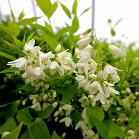 beautiful deutzia shrub white flowers