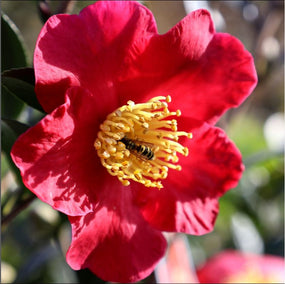 bright red fall blooming camellia in full bloom