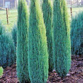 Blue point juniper narrow columnar evergreen trees