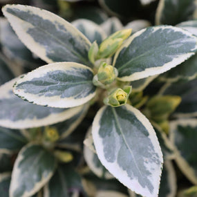 Euonymus shrubs for sale