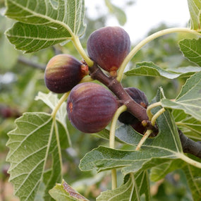 Fig Trees