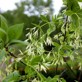 fringe trees are great yard focal points