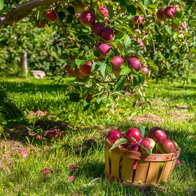Fresh apples grown in a home orchard ready for picking