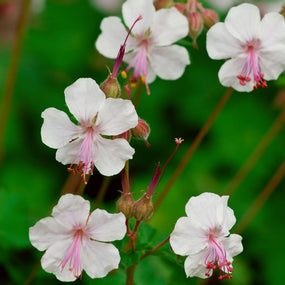 flowering hardy geranium plant