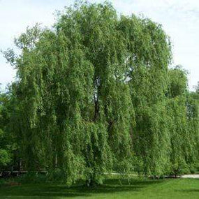 A massive and Graceful Weeping Willow Tree