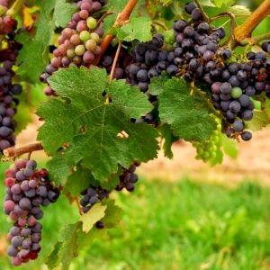 Buy Online Vanessa Red Grape Vine With Sweet, Seedless Type Of Fruit. –  Maya Gardens, Inc.