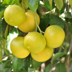 Grapefruit Trees