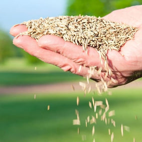 Grass Seed