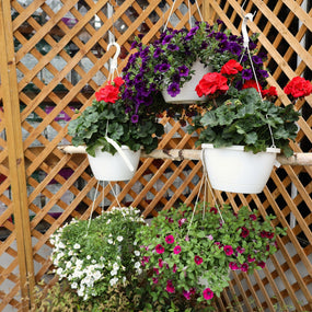 annual hanging baskets