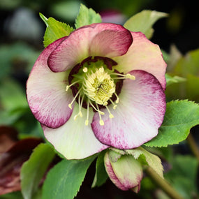 helleborus winter blooms