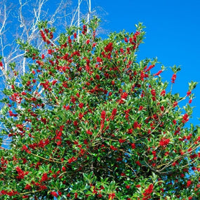 Evergreen Holly Trees right to your front door