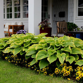 hostas in the landscape