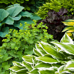 Shade Perennials for Sale Online