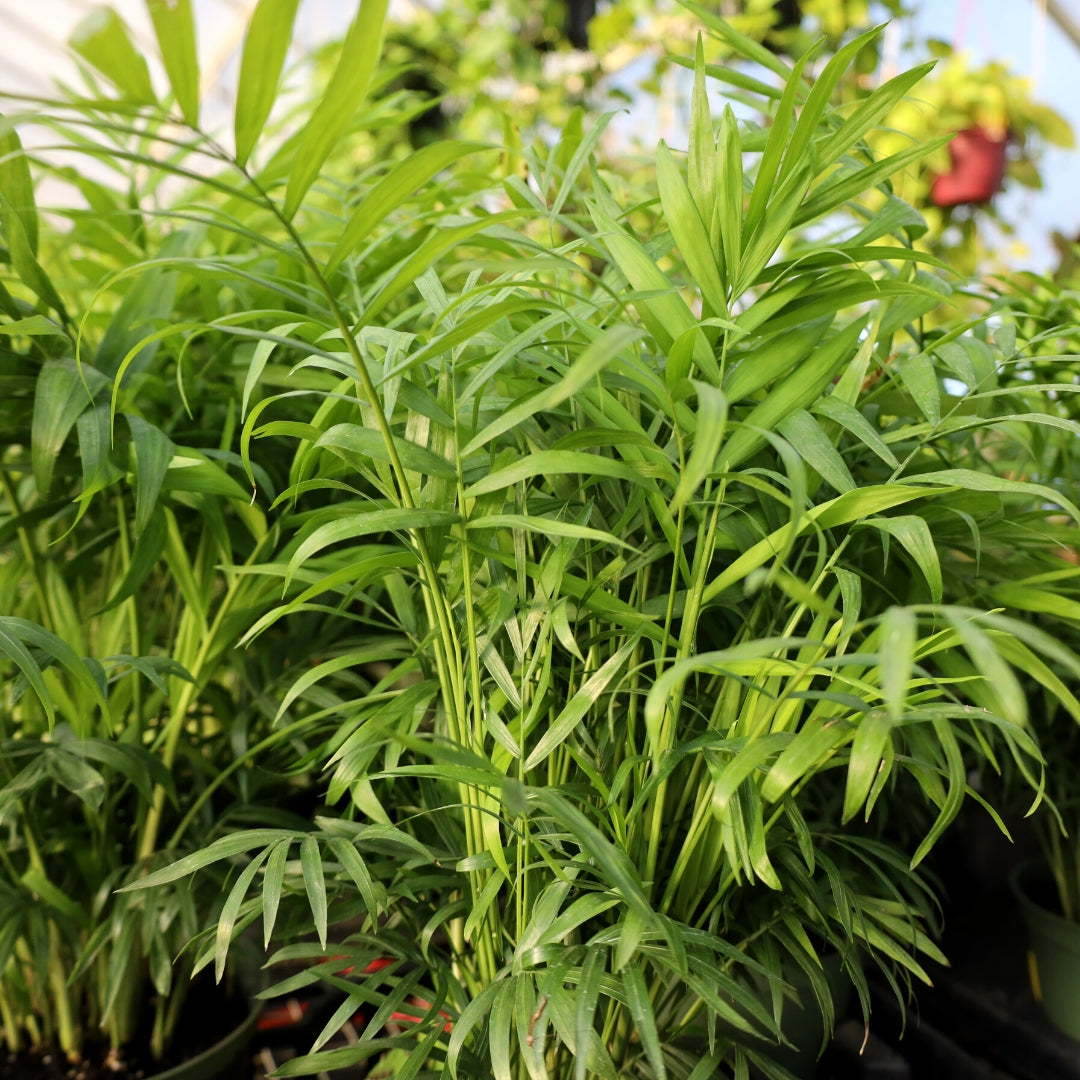 Buy Palm Trees Online Garden Goods Direct