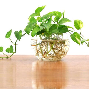 Propagation Products