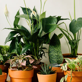 collection of low maintenance houseplants in terracotta pots perfect for beginners