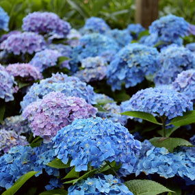 blue hydrangea shrubs in full bloom
