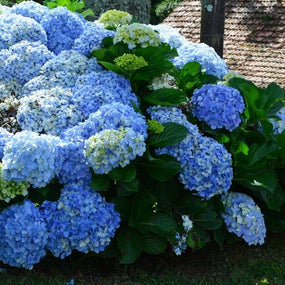 Blue Hydrangeas