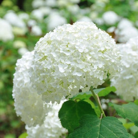 White Hydrangeas