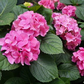 Pink Hydrangeas