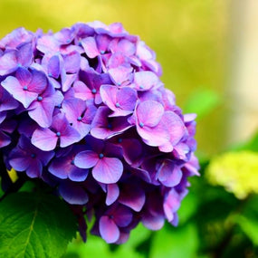 Purple Hydrangeas