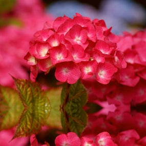 Red Hydrangeas