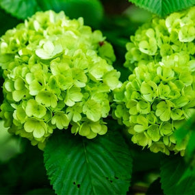 Green Hydrangeas